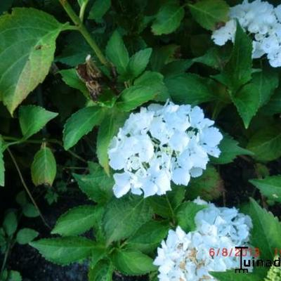 Hydrangea macrophylla 'Schneeball' - 