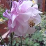 Aquilegia vulgaris var. flore-pleno 'Pink Bonnets' - 
