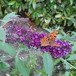Buddleja davidii - Schmetterlingsflieder