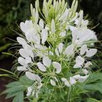 Cleome spinosa - Cleome spinosa - Spinnenblume