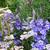 Phlox paniculata 'Blue Paradise'