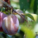 Prunus domestica 'Altesse Double' - 