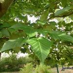 Acer capillipes - 