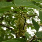 Styphnolobium japonicum - Japanischer Schnurbaum