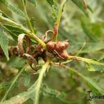 Quercus robur 'Filicifolia'       - 