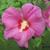 Hibiscus syriacus 'Russian Violet'