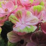 Hydrangea macrophylla 'MAGICAL Coral Pink' - 