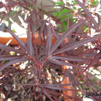 Acer palmatum 'Enkan' - 