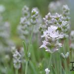 Lavandula angustifolia 'Aromatico Silver Improved' - 