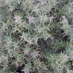 Leptospermum scoparium 'Charmer' - 