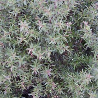Leptospermum scoparium 'Charmer'