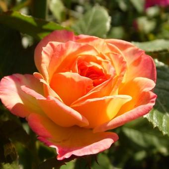 Rosa 'Gartenspass'