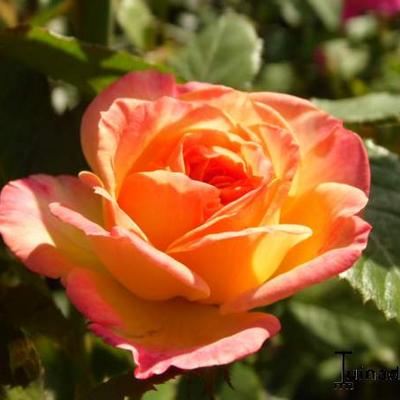 Rosa 'Gartenspass' - 