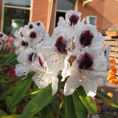 Rhododendron 'Sappho' - 