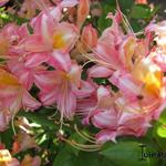 Rhododendron  'Bouquet de Flore' - Rhododendron 'Bouquet de Flore'