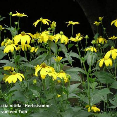 Rudbeckia nitida 'Herbstsonne' - RUDBECKIA - Rudbeckia nitida 'Herbstsonne'