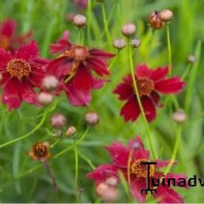 Coreopsis verticillata 'Ruby Red' - Coreopsis verticillata 'Ruby Red'