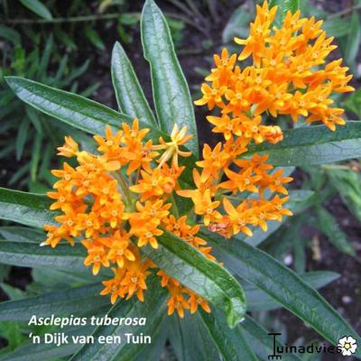 Asclepias tuberosa - Knollige Seidenpflanze - Asclepias tuberosa