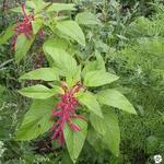 Amaranthus - Amarante (plante)