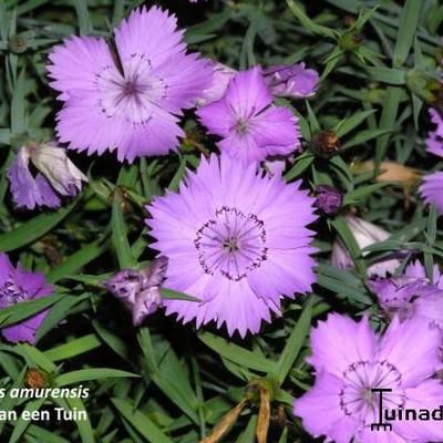 Dianthus amurensis - 