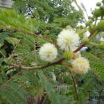 Leucaena leucocephala - 