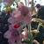 Delphinium ruysii' Pink Sensation