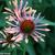 Echinacea purpurea 'Orange Passion'