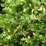 Buxus sempervirens 'Aurea-Pendula' - 