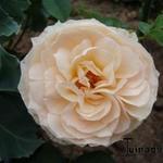 Rosa 'Buff Beauty' - 