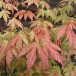 Acer palmatum 'Wilson's Pink Dwarf' - 