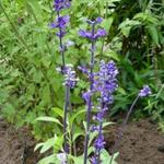Salvia farinacea 'Victoria' - 