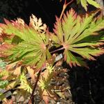 Acer japonicum 'Aconitifolium' - 