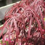 Acer palmatum 'Atrolineare' - 