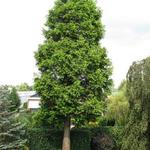 Metasequoia  - Urweltmammutbaum