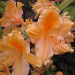 Rhododendron 'Oriental Queen' - 