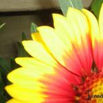 Gaillardia aristata 'SUNBURST Yellow With Red' - 