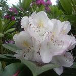 Rhododendron  'Gomer Waterer' - Rhododendron 'Gomer Waterer'