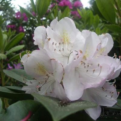 Rhododendron  'Gomer Waterer' - Rhododendron 'Gomer Waterer' - Rhododendron  'Gomer Waterer'
