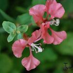 Clarkia unguiculata - 