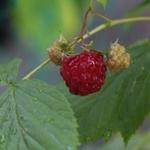 Rubus idaeus - Framboisier