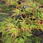 Acer palmatum 'Emerald Lace' - Acer palmatum 'Emerald Lace' - 