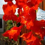 Gladiolus - Gladiolen