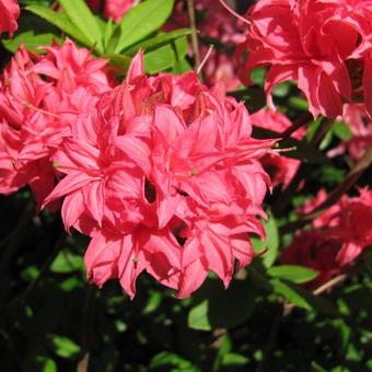 Rhododendron  'Homebush'