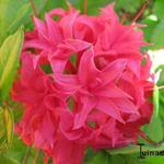 Rhododendron  'Homebush' - Rhododendron 'Homebush'