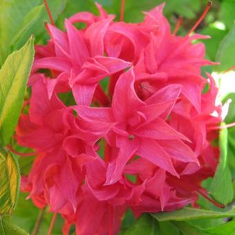 Rhododendron  'Homebush'