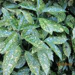 Aucuba japonica 'Crotonifolia' - Aucuba japonica 'Crotonifolia'