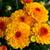Chrysanthemum Indicum  'Bienchen'