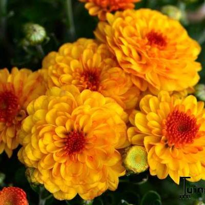 Chrysanthemum Indicum  'Bienchen' - 