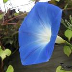 Ipomoea tricolor 'Heavenly Blue' - 
