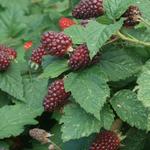 Rubus fruticosus idaeus 'Tayberry' - 